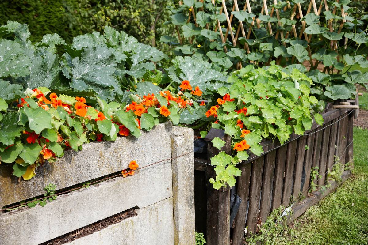 7 of the Best Flowers to Grow in Your Vegetable Garden The Seed Collection